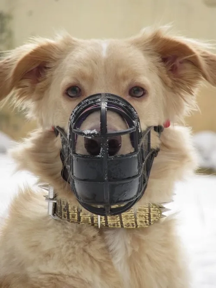 Meme bịt miệng con chó nhìn là bật cười