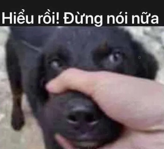 Meme bịt miệng con chó tạo điểm dừng duyên dáng