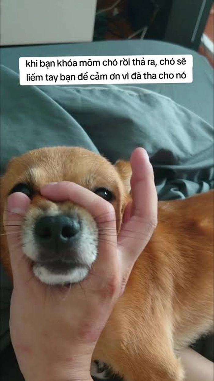 Meme bịt miệng con chó vừa vui vừa duyên