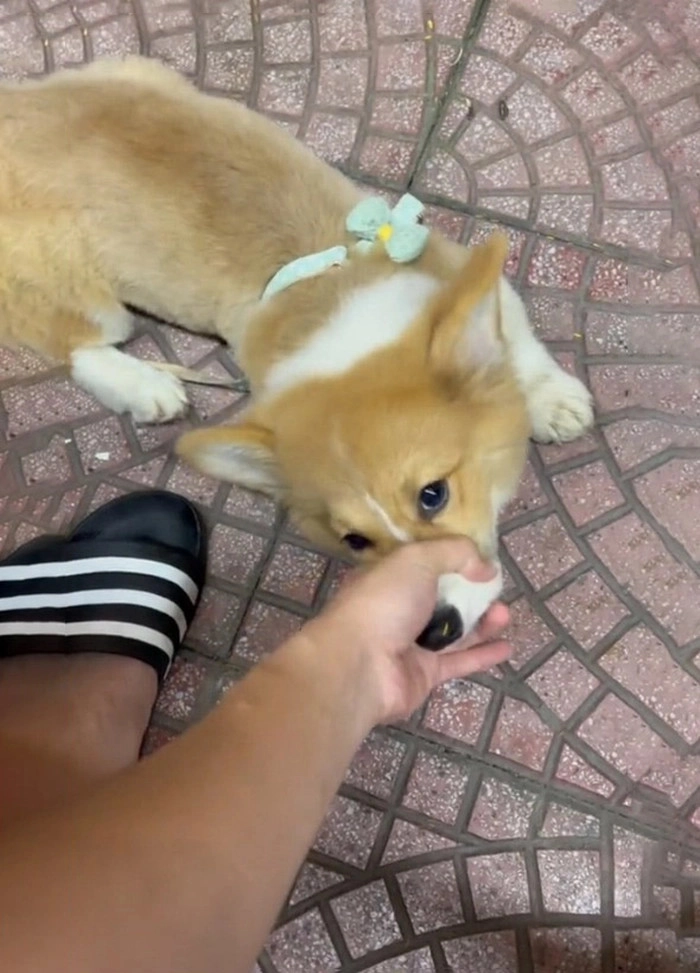 Meme bịt mõm chó dùng trong nhiều ngữ cảnh