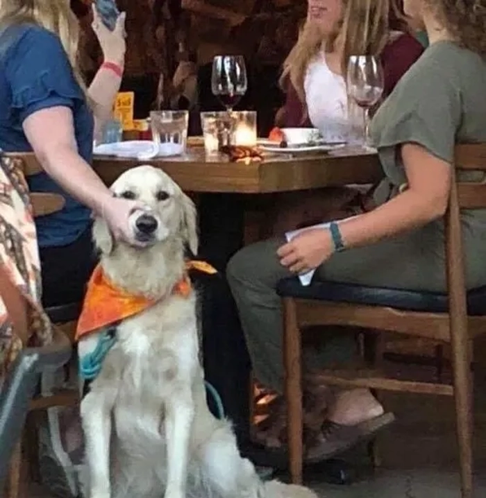 Meme bóp miệng chó với sắc thái hài tinh tế