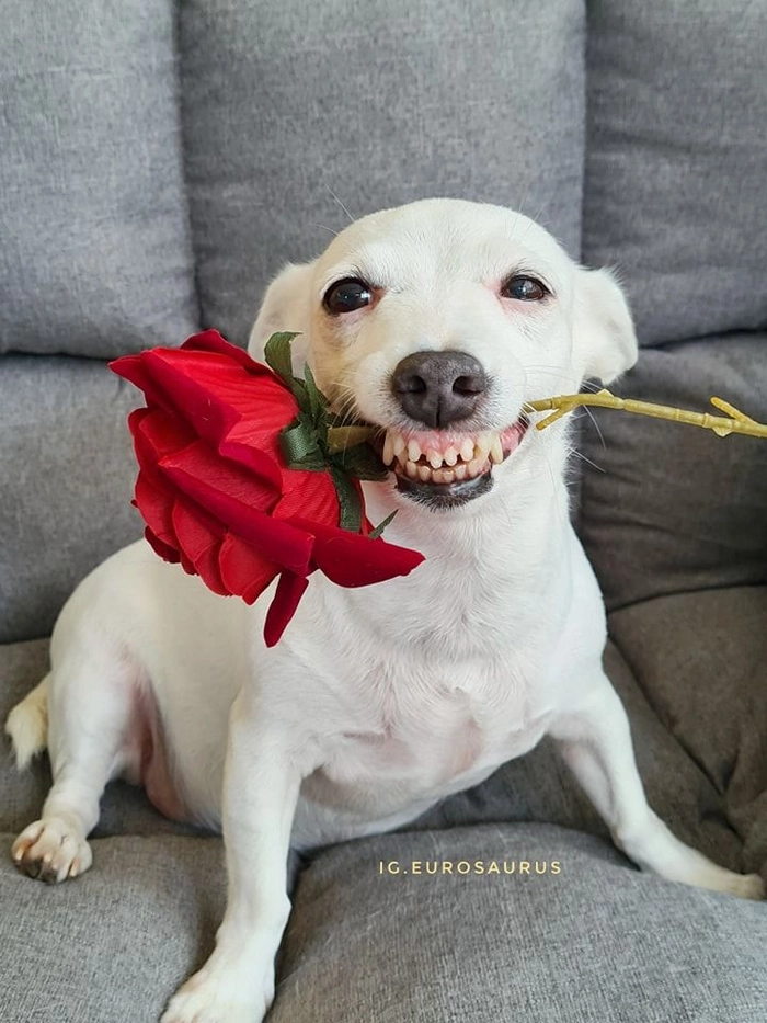 Meme chó cầm hoa cho tình huống tế nhị