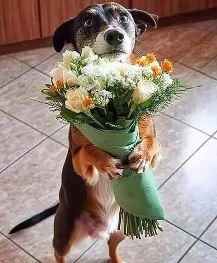 Meme chó cầm hoa đúng kiểu cầu hòa