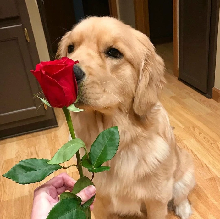 Meme chó cầm hoa dùng lúc cần làm lành