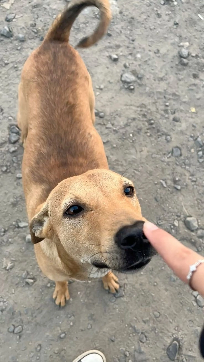 Meme chó cỏ cho cảm giác thân quen