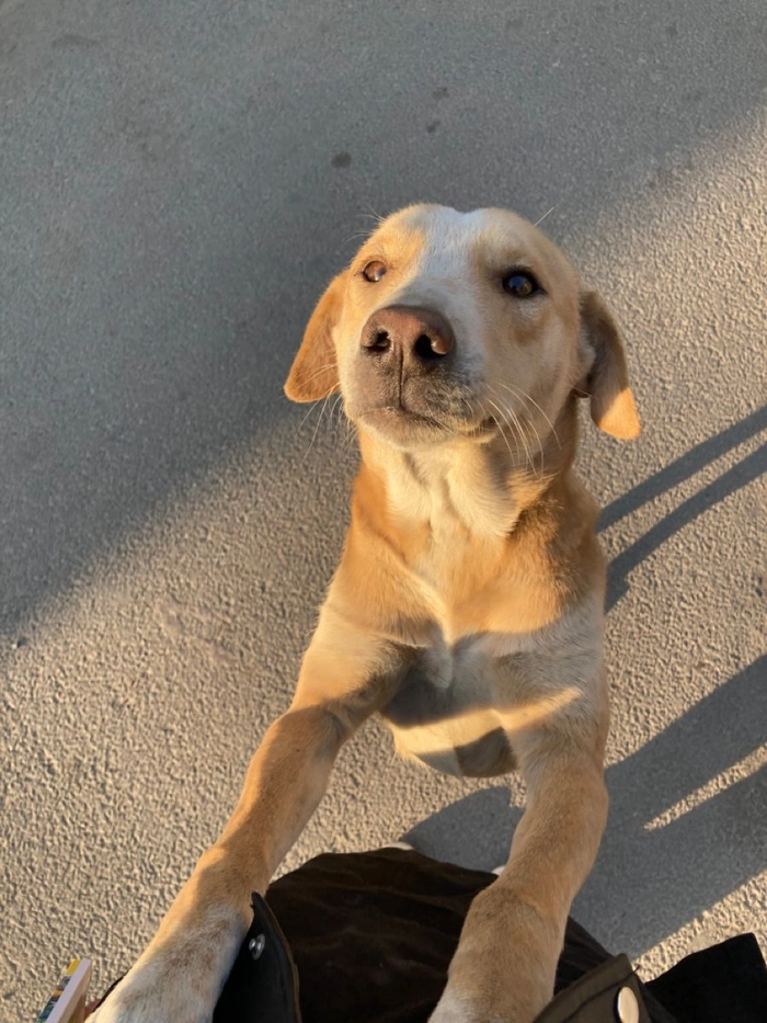 Meme chó cỏ cho những phút giây thư giãn