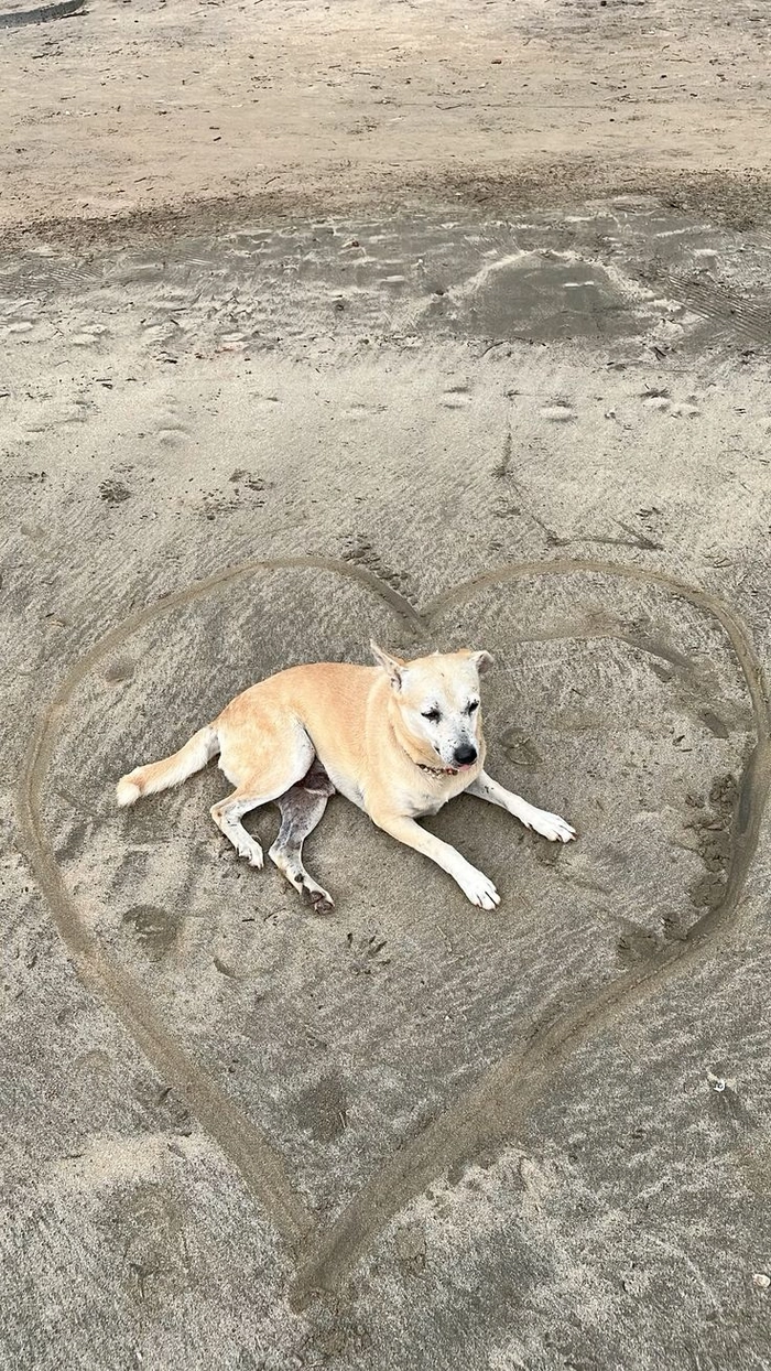 Meme chó cỏ coi là thấy nhớ