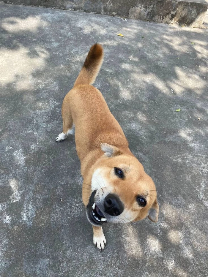 Meme chó cỏ đúng kiểu rất Việt