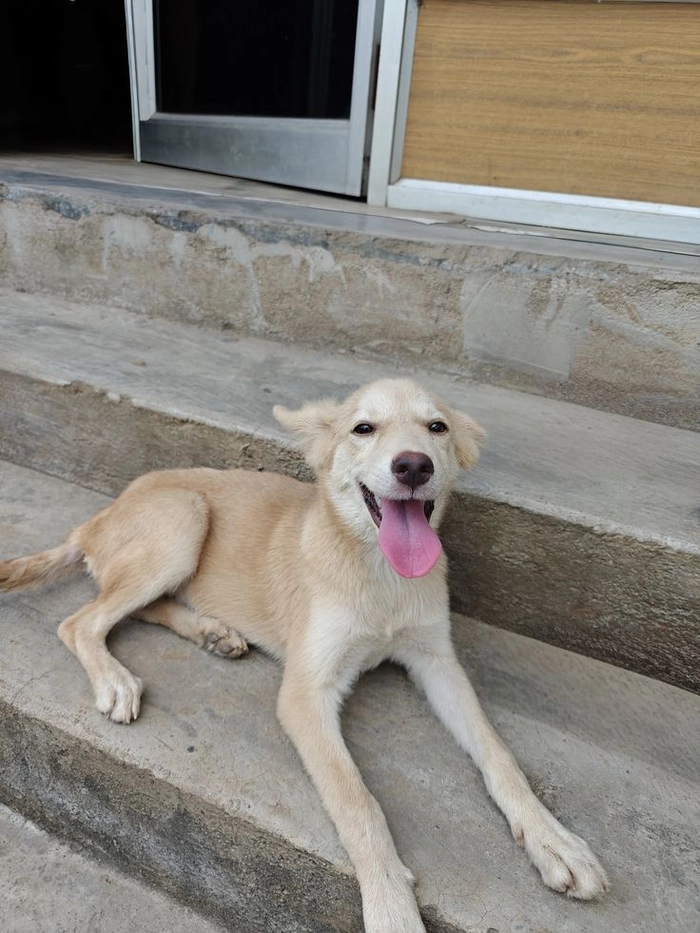 Meme chó cỏ hợp chia sẻ cho vui