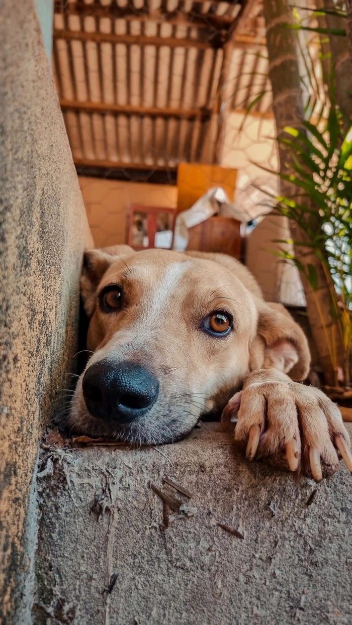 Meme chó cỏ hợp dùng bình luận dạo