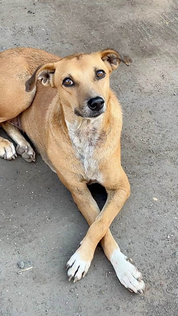 Meme chó cỏ mang cảm giác gần gũi