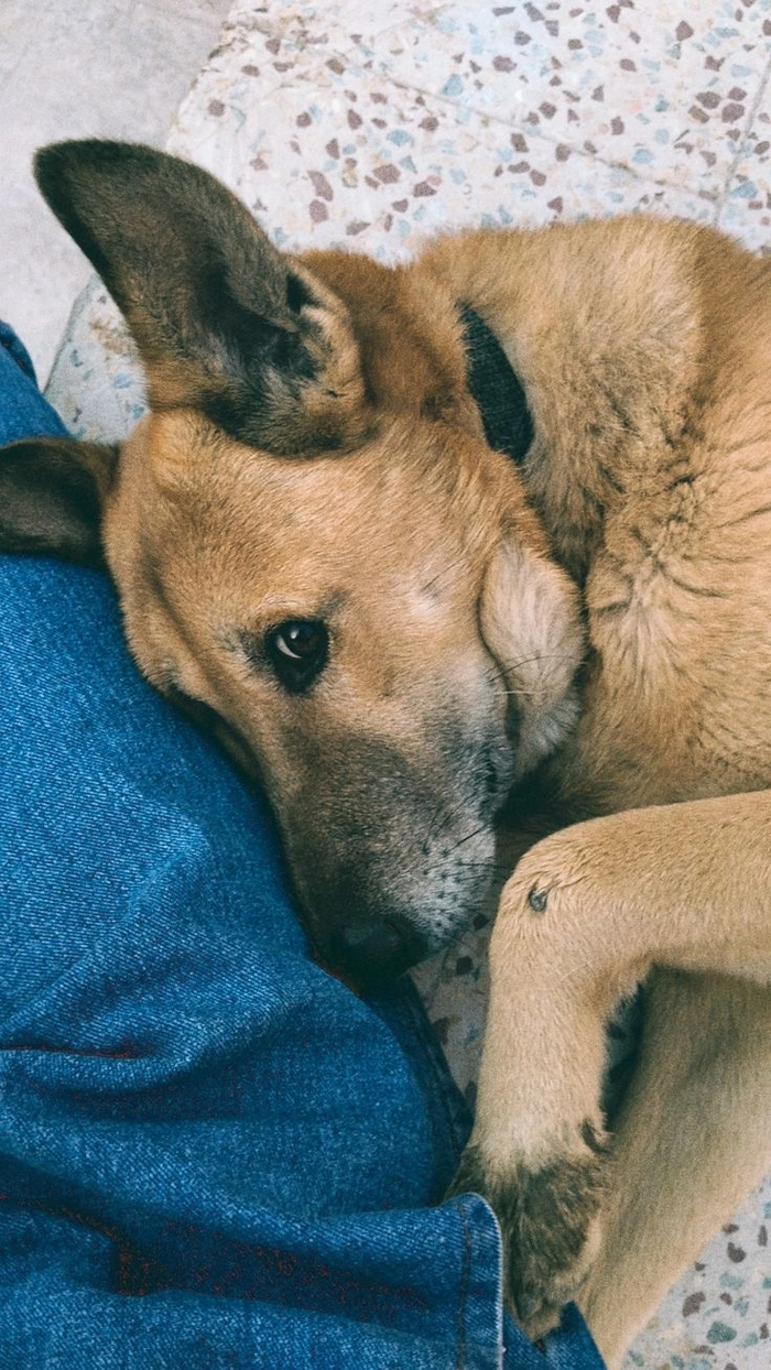 Meme chó cỏ mang nét mộc mạc