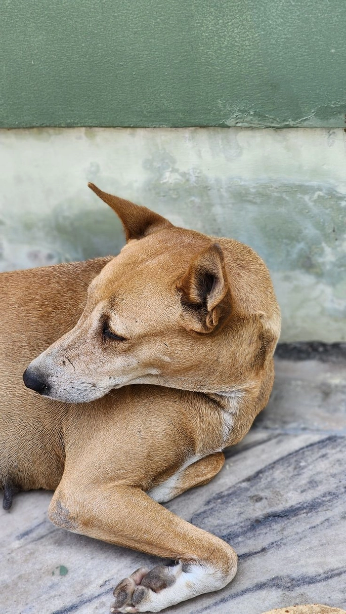 Meme chó cỏ mang vibe đời thường