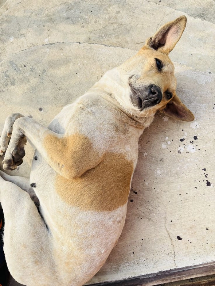 Meme chó cỏ nhìn là thấy đâu đó ngoài đời