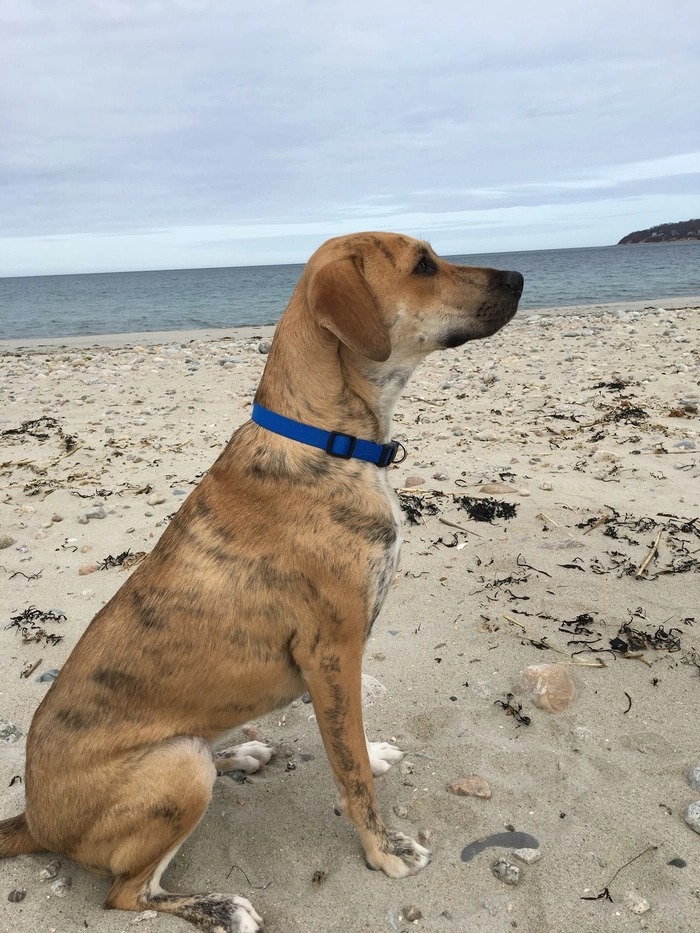 Meme chó cỏ nhìn là thấy gần nhà