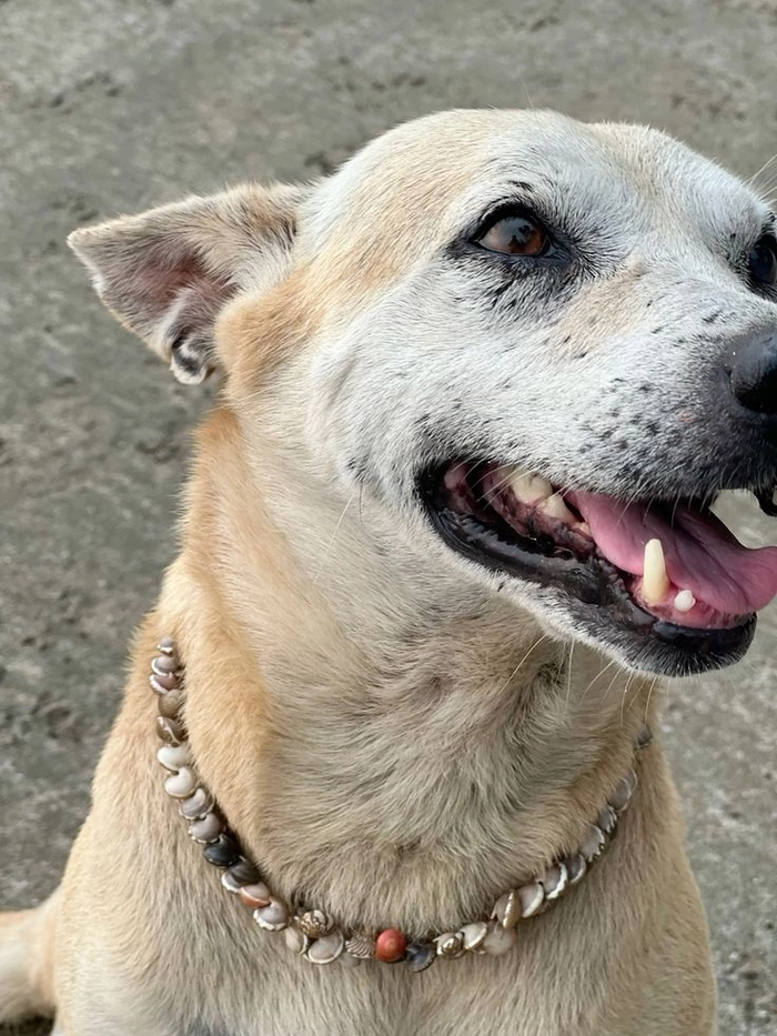 Meme chó cỏ nhìn là thấy thân