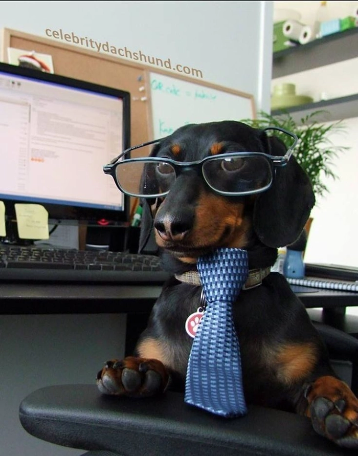 Meme chó đeo kính cho lúc cần lập luận