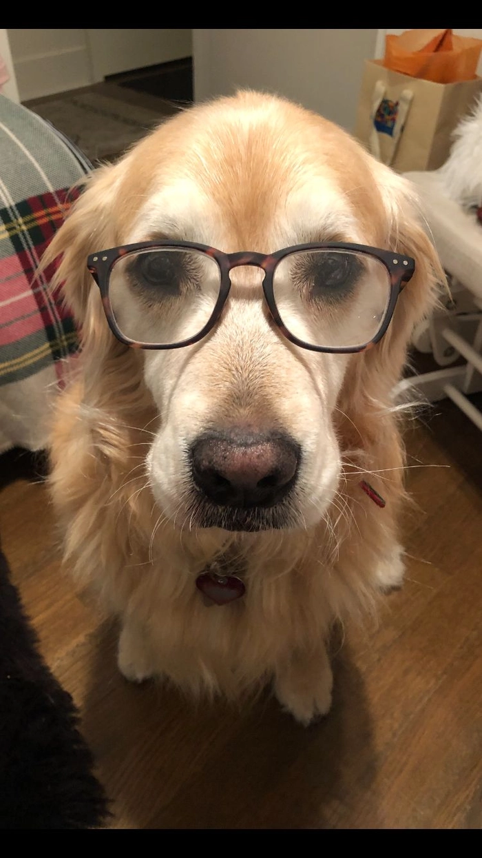 Meme chó đeo kính dùng khi cần giải thích
