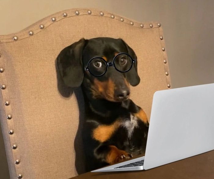 Meme chó đeo kính mang vibe nói ít mà trúng