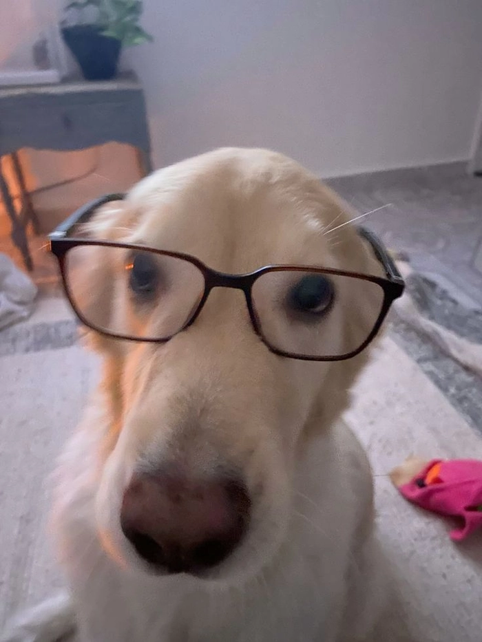 Meme chó đeo kính nói chuyện có vẻ đàng hoàng