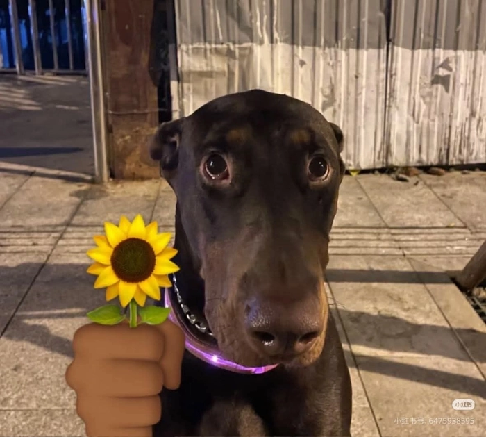 Meme chó ngậm hoa mang nét dỗ dành kín đáo