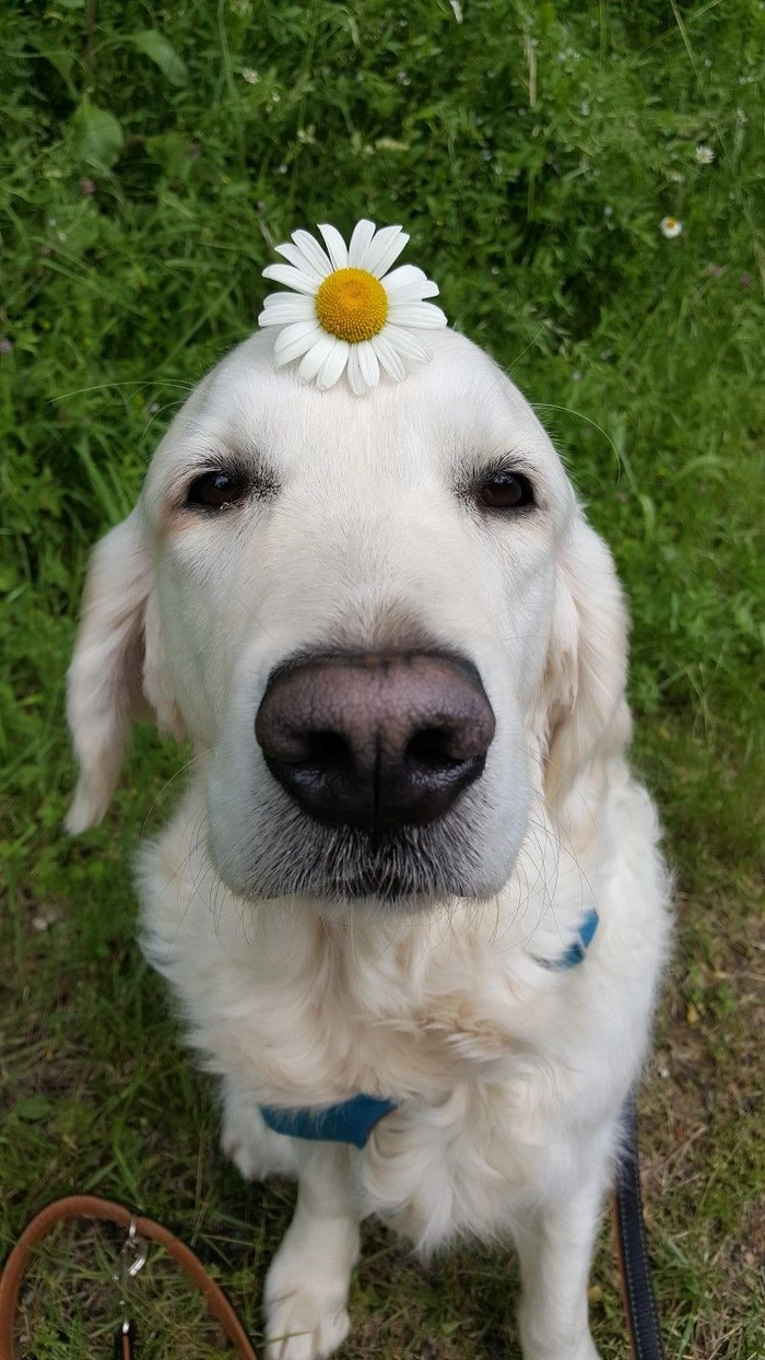 Meme chó ngậm hoa nhìn là không nỡ giận