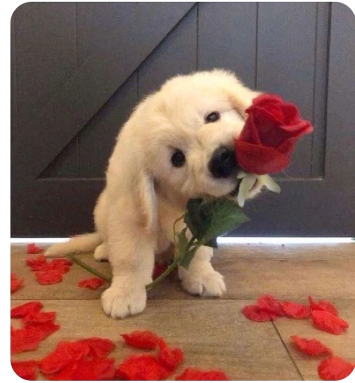 Meme chó ngậm hoa nhìn là muốn tha