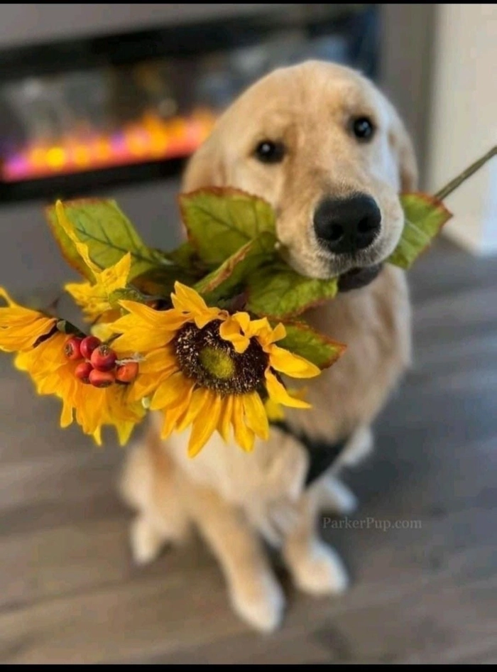 Meme chó tặng hoa cho những lúc sai mà biết lỗi