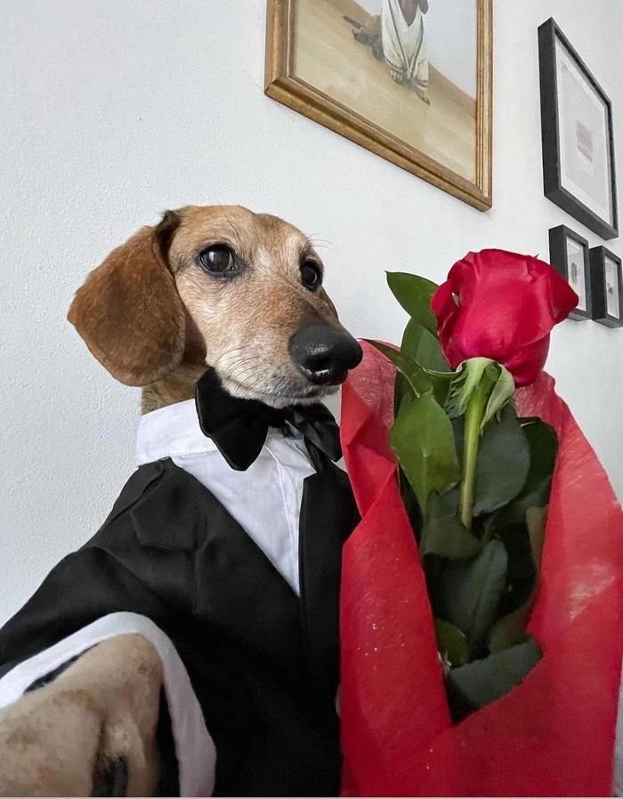 Meme chó tặng hoa dùng đúng lúc rất duyên