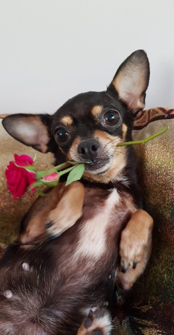 Meme chó tặng hoa dùng lúc cần hạ nhiệt