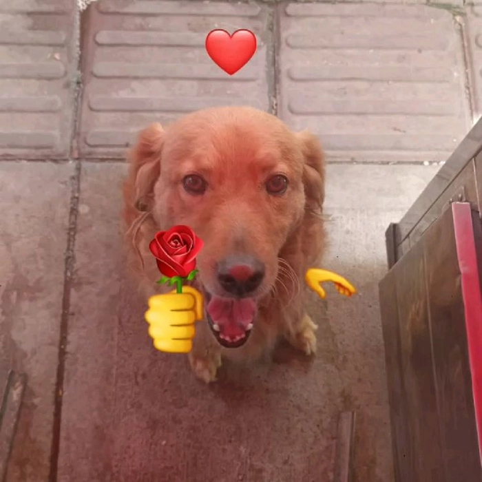 Meme chó tặng hoa hợp gửi sau khi cãi nhau