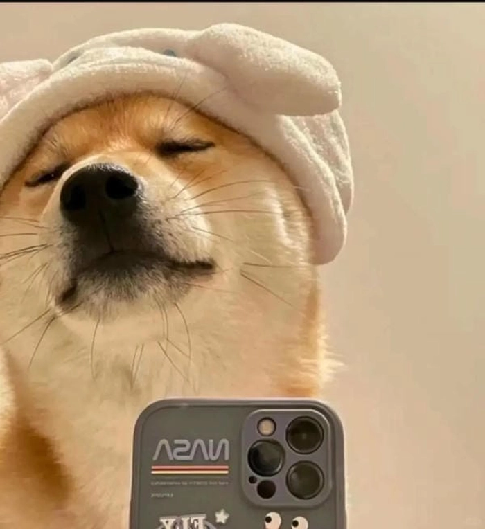 Meme chó vô tri dùng khi không muốn phản hồi