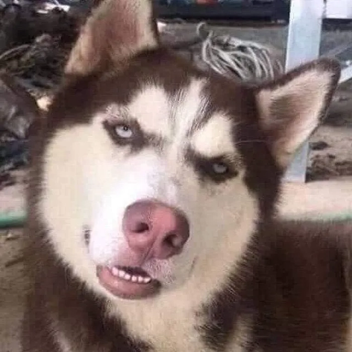 Meme chó vô tri hợp dùng khi không còn năng lượng