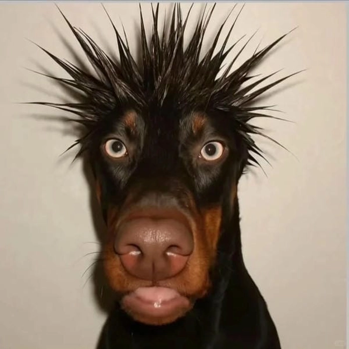 Meme chó vô tri mang nét vô cảm nhẹ nhàng