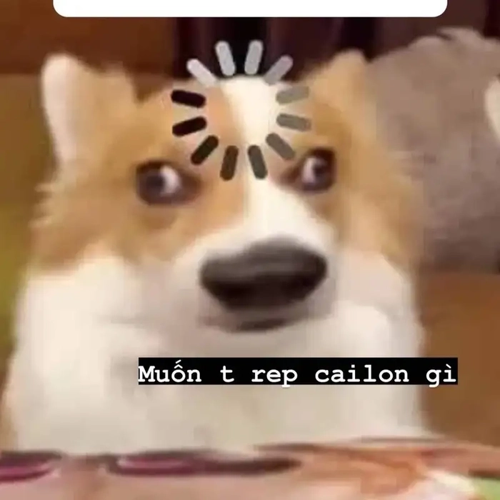 Meme chó vô tri nhìn là thấy để mọi thứ trôi