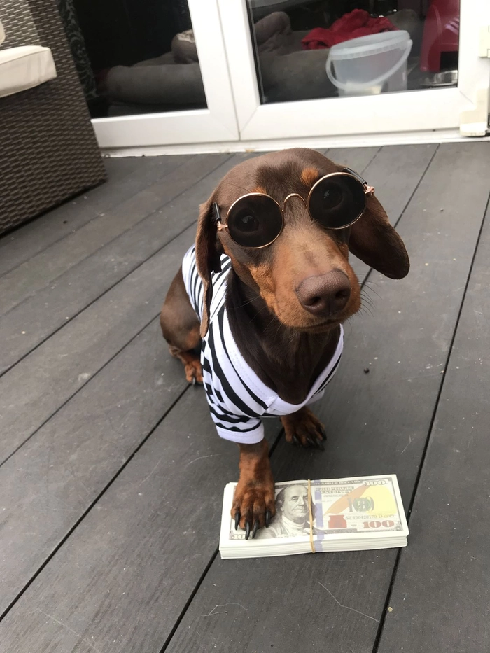 Meme con chó đeo kính chuẩn bị phát biểu