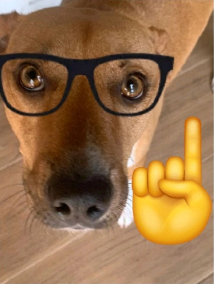 Meme con chó đeo kính dùng để chốt câu
