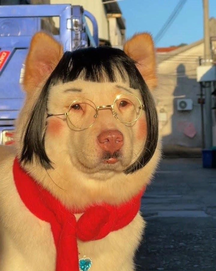 Meme con chó đeo kính mang nét điềm tĩnh