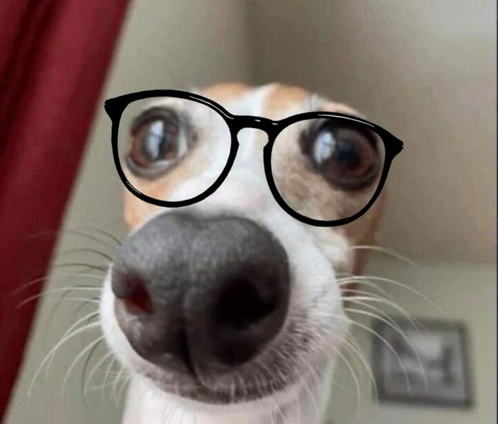 Meme con chó đeo kính nhìn là thấy chuẩn bị tranh luận