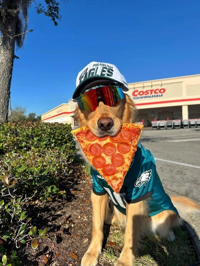 Meme con chó đeo kính nhìn là thấy tự tin