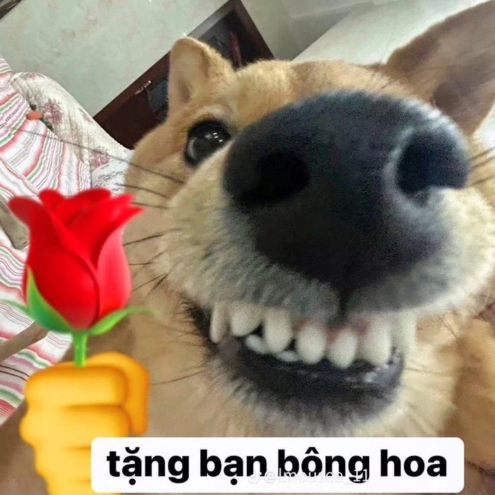 Meme con chó ngậm hoa dùng để xoa dịu