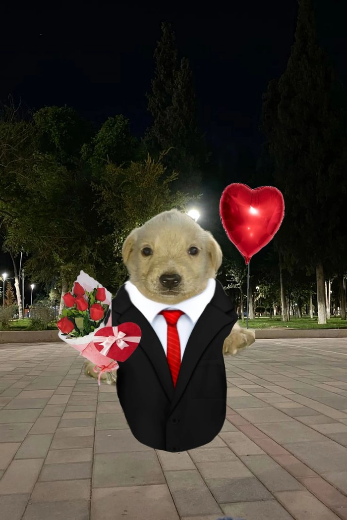 Meme con chó ngậm hoa trông vừa ngại vừa duyên