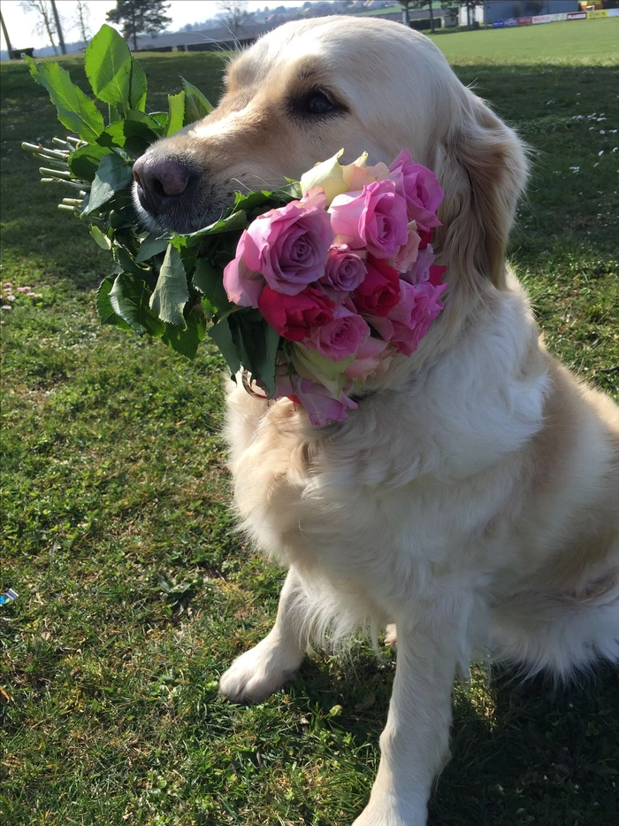 Meme con chó tặng hoa nhìn là thấy thành ý