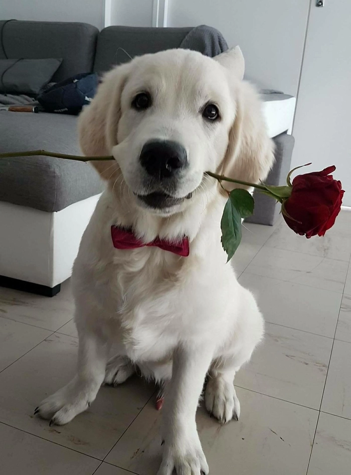 Meme con chó tặng hoa thay lời muốn nói