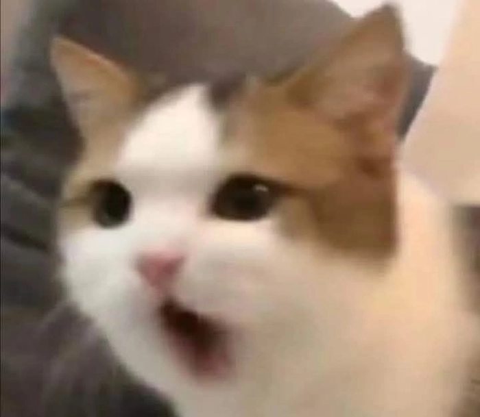 Meme con mèo bất ngờ nhìn là giật mình