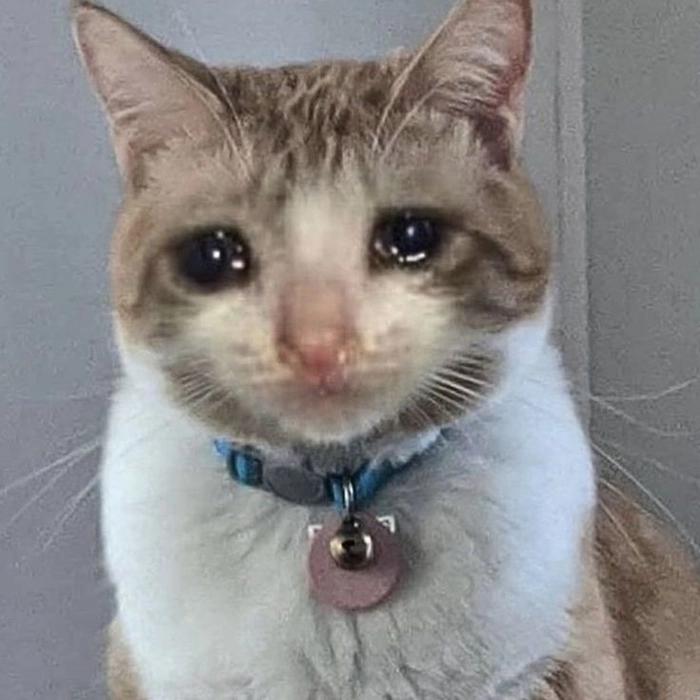 Meme con mèo buồn với biểu cảm rất khẽ