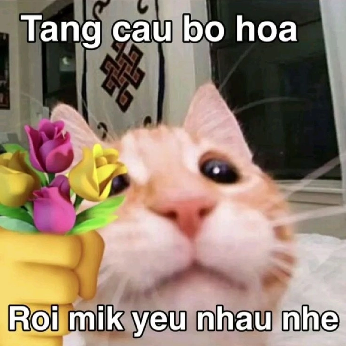 Meme con mèo cầm bông hoa đầy cảm xúc
