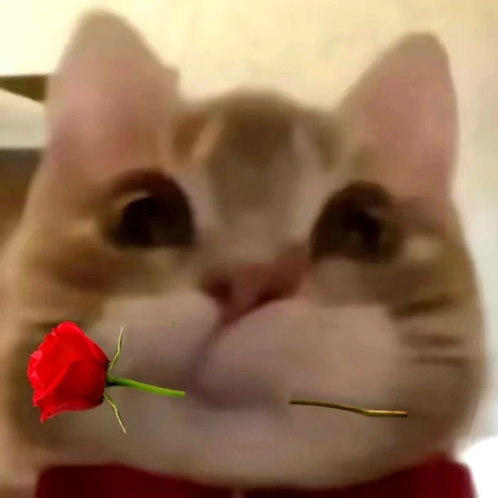 Meme con mèo cầm hoa hồng nhẹ nhàng tinh tế