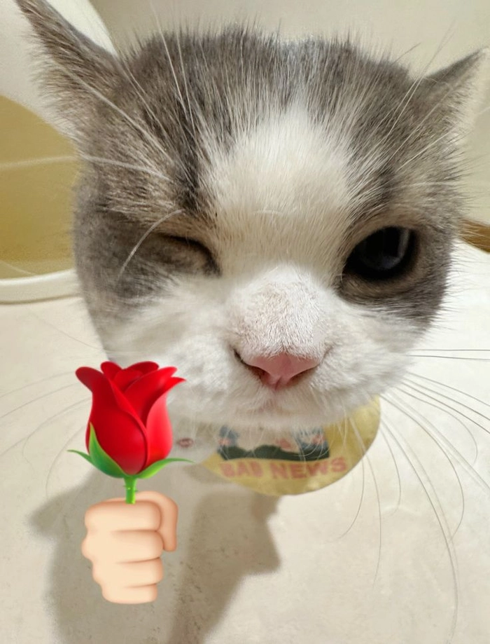 Meme con mèo cầm hoa nhìn rất chân thành