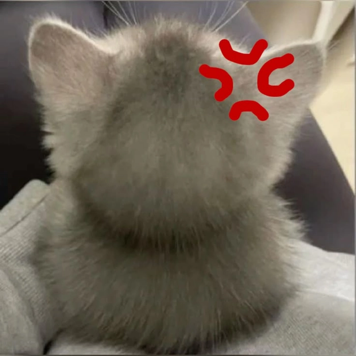 Meme con mèo dỗi quay mặt không nói